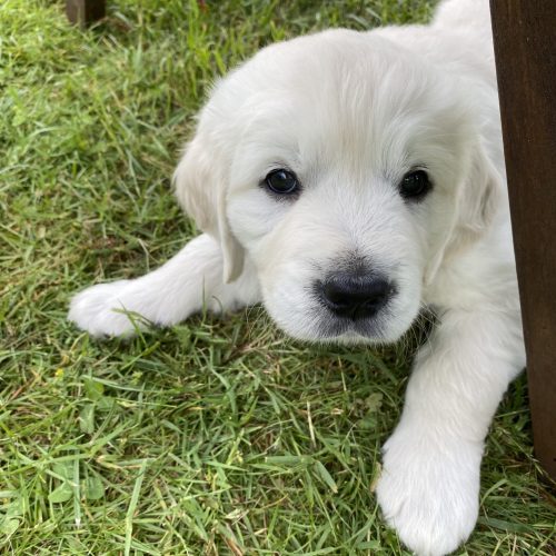 Cum visul meu din copilărie a devenit realitate cu Mailo